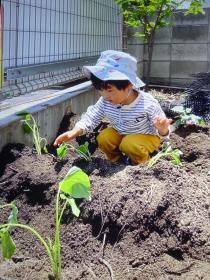 野菜の作付け