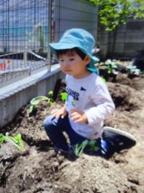 野菜の作付け