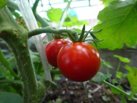 野菜が実ったよ