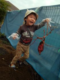 ひろばの畑でお芋堀り