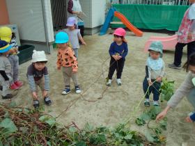 ひろばの畑でお芋堀り