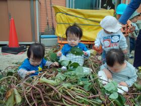 ひろばの畑でお芋堀り